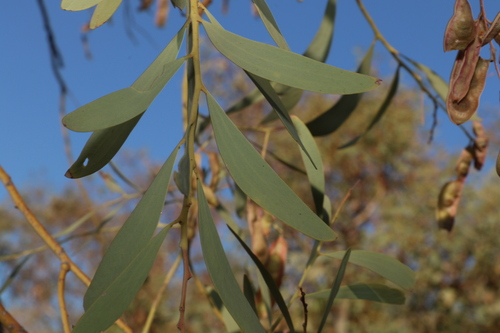 Image of Acacia cambagei by (c) Greg Tasney, some rights reserved (CC BY-SA)