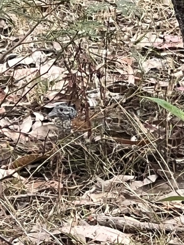 Painted Buttonquail (Turnix varius), photo 10