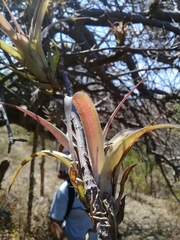 Tillandsia utriculata