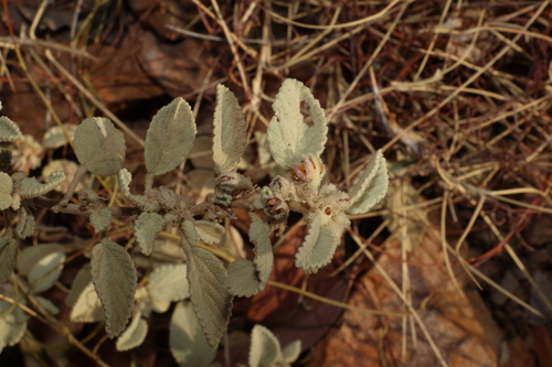 Corchorus sericeus, 2023-09-29