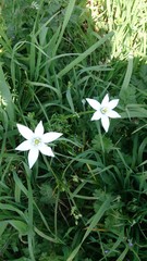 Ornithogalum umbellatum
