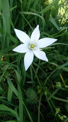 Ornithogalum umbellatum