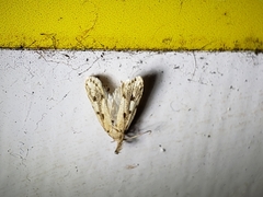 Stoeberhinus testaceus