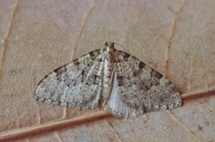 Nebula ibericata