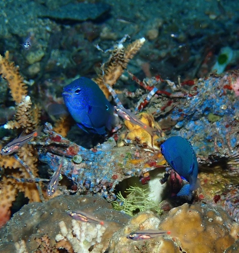 Pomacentrus nagasakiensis