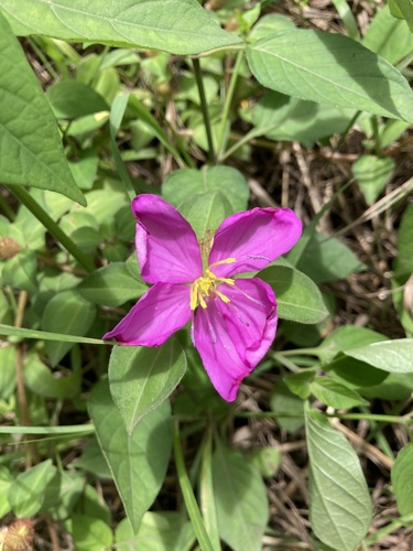 Heterotis rotundifolia