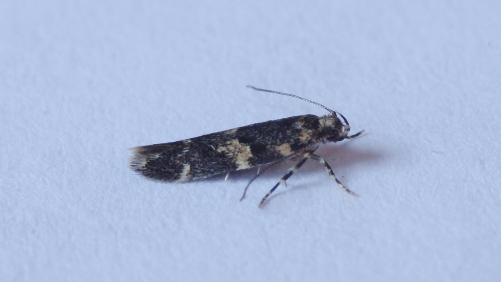 Dysallomima
