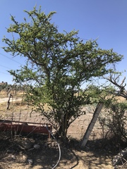Vachellia schaffneri