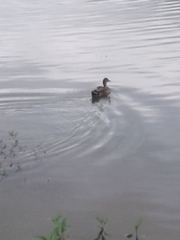 Anas platyrhynchos image