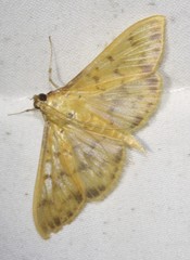 Patania balteata