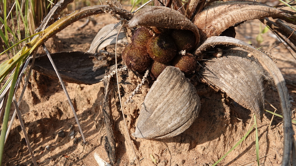Acrocomia hassleri