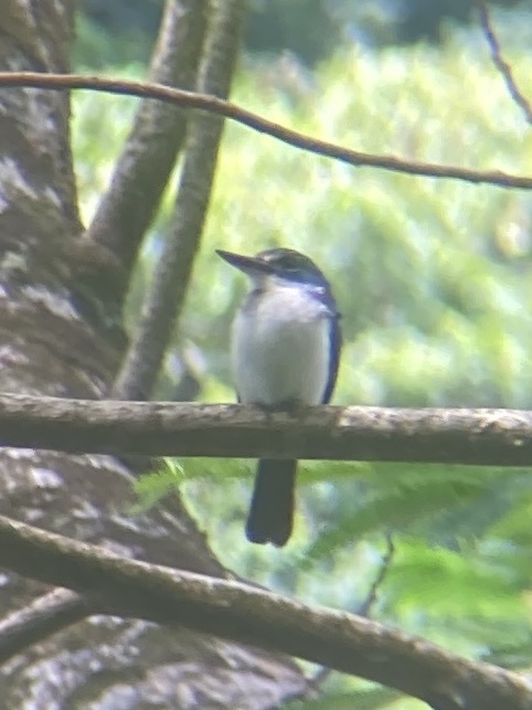 Society Kingfisher (Todiramphus veneratus), photo 9