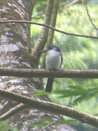 Society Kingfisher (Todiramphus veneratus), photo 9