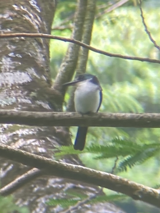 Society Kingfisher (Todiramphus veneratus), photo 10