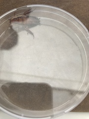 Drymaplaneta semivitta