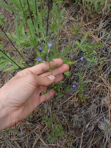 Image of Scutellaria angustifolia by no rights reserved