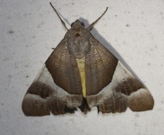 Niceteria macrocosma