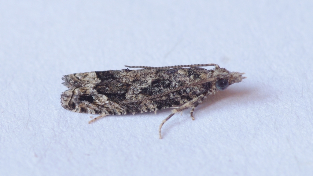 Acroclita sonchana