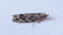 Acroclita sonchana