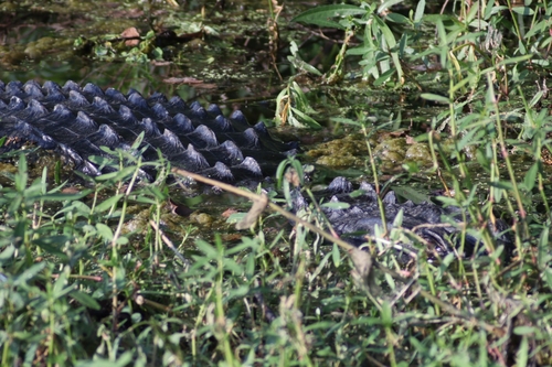 American Alligator photographed in Alabama