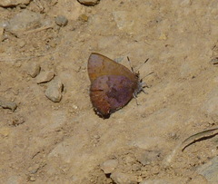 Callophrys augustinus iroides