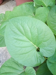 Piper auritum