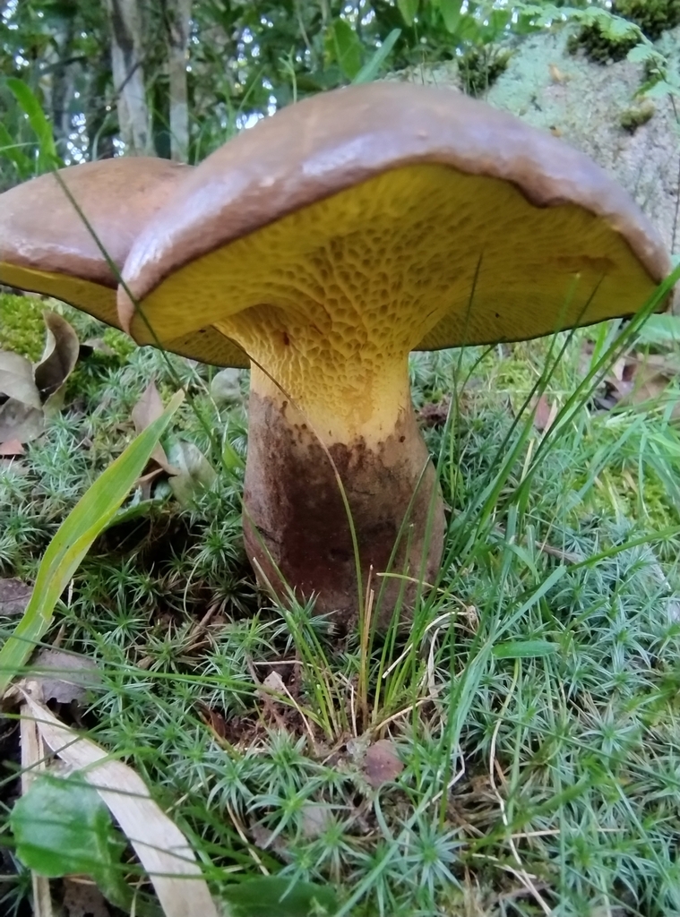 Boletinellus rompelii · September 2023 · photo: © lelacappelli (iNaturalist, cc0)