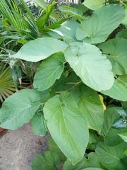 Piper auritum