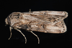 Agrotis herzogi