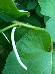 Piper auritum