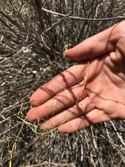 Eragrostis intermedia
