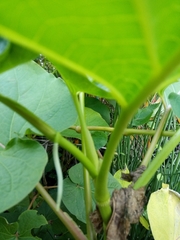Piper auritum