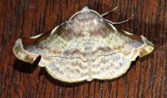 Oenochroma turneri