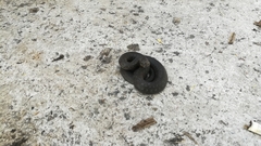 Thamnophis melanogaster canescens