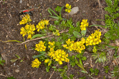 Draba aizoides
