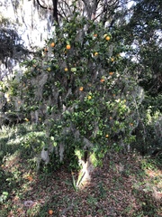 Citrus × aurantium