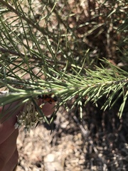 Lygaeus reclivatus