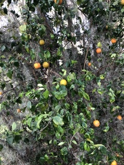 Citrus × aurantium