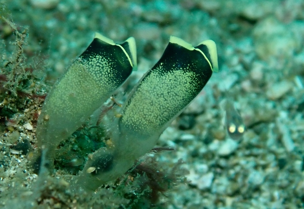 Social Tunicate