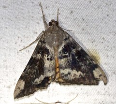 Oxyodes tricolor