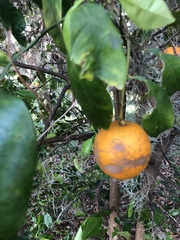 Citrus × aurantium