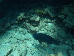 Scarus coelestinus
