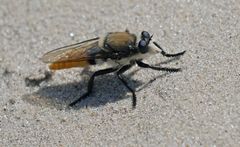 Eccritosia rubriventris