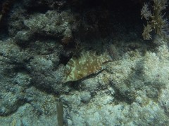 Lachnolaimus maximus