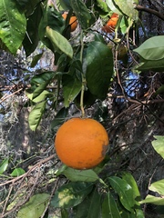 Citrus × aurantium