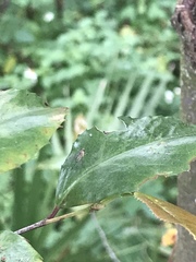 Amblypsilopus dorsalis