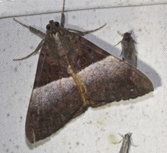 Oxyodes tricolor