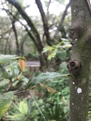 Amblypsilopus dorsalis