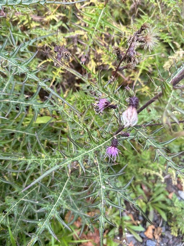 Cirsium tenuipedunculatum iNat (3)