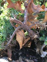 Juniperus rigida conferta